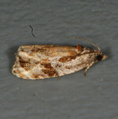 Zomaria interruptolineana