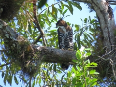 Spizaetus ornatus