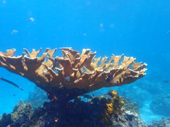 Acropora palmata