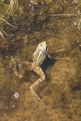 Rana macrocnemis