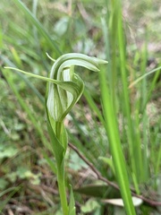 Pterostylis alpina
