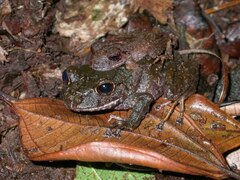 Pristimantis cruentus