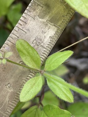 Galium pilosum