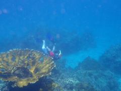 Acropora palmata