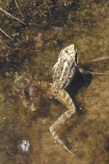 Rana macrocnemis