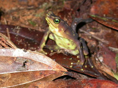 Atelopus glyphus