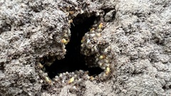 Globitermes sulphureus