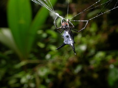Micrathena raimondi