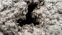 Globitermes sulphureus