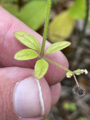 Galium pilosum