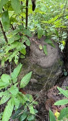 Globitermes sulphureus