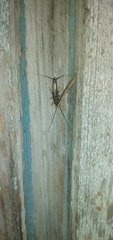 Lepismatidae