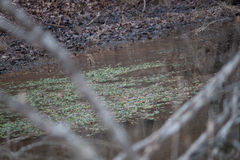 Hydrocotyle ranunculoides