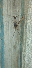 Lepismatidae