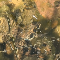 Rana luteiventris