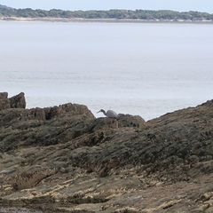 Egretta novaehollandiae