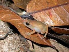 Diasporus