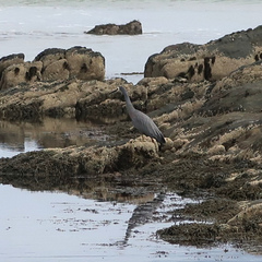 Egretta novaehollandiae