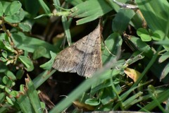 Renia discoloralis