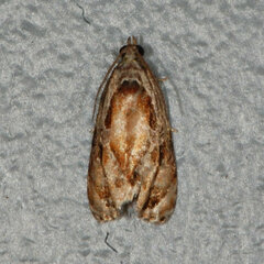 Zomaria interruptolineana