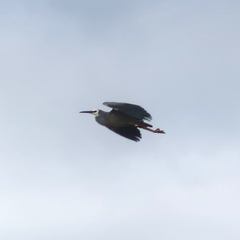 Egretta novaehollandiae