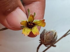 Hibiscus panduriformis