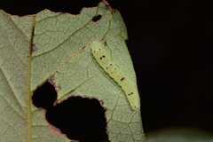 Hypsoropha hormos