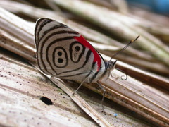 Diaethria clymena