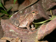 Rhinella alata