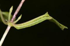 Condica