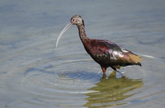 Plegadis chihi