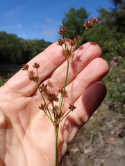 Juncus articulatus