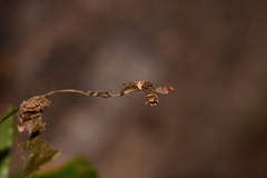 Limenitis