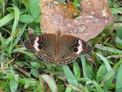 Junonia zonalis