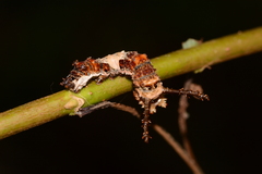 Limenitis