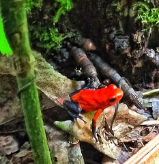 Oophaga pumilio
