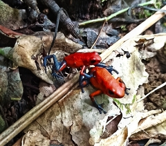 Oophaga pumilio