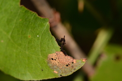 Phyprosopus callitrichoides