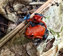 Oophaga pumilio