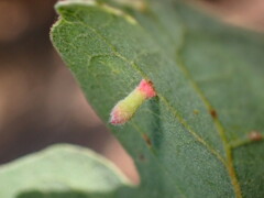 Atrusca clavuloides