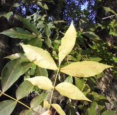 Caryomyia