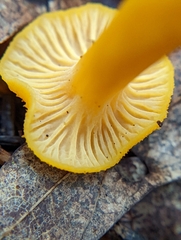 Craterellus ignicolor