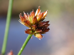 Juncus articulatus