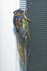 Neotibicen lyricen
