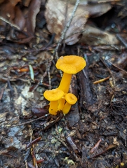 Craterellus ignicolor