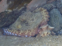 Octopus insularis