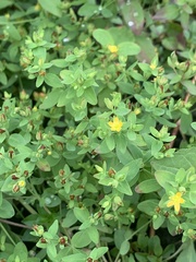 Hypericum ellipticum