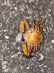 Persephona aquilonaris