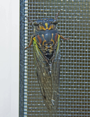 Neotibicen lyricen