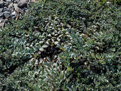 Mertensia maritima